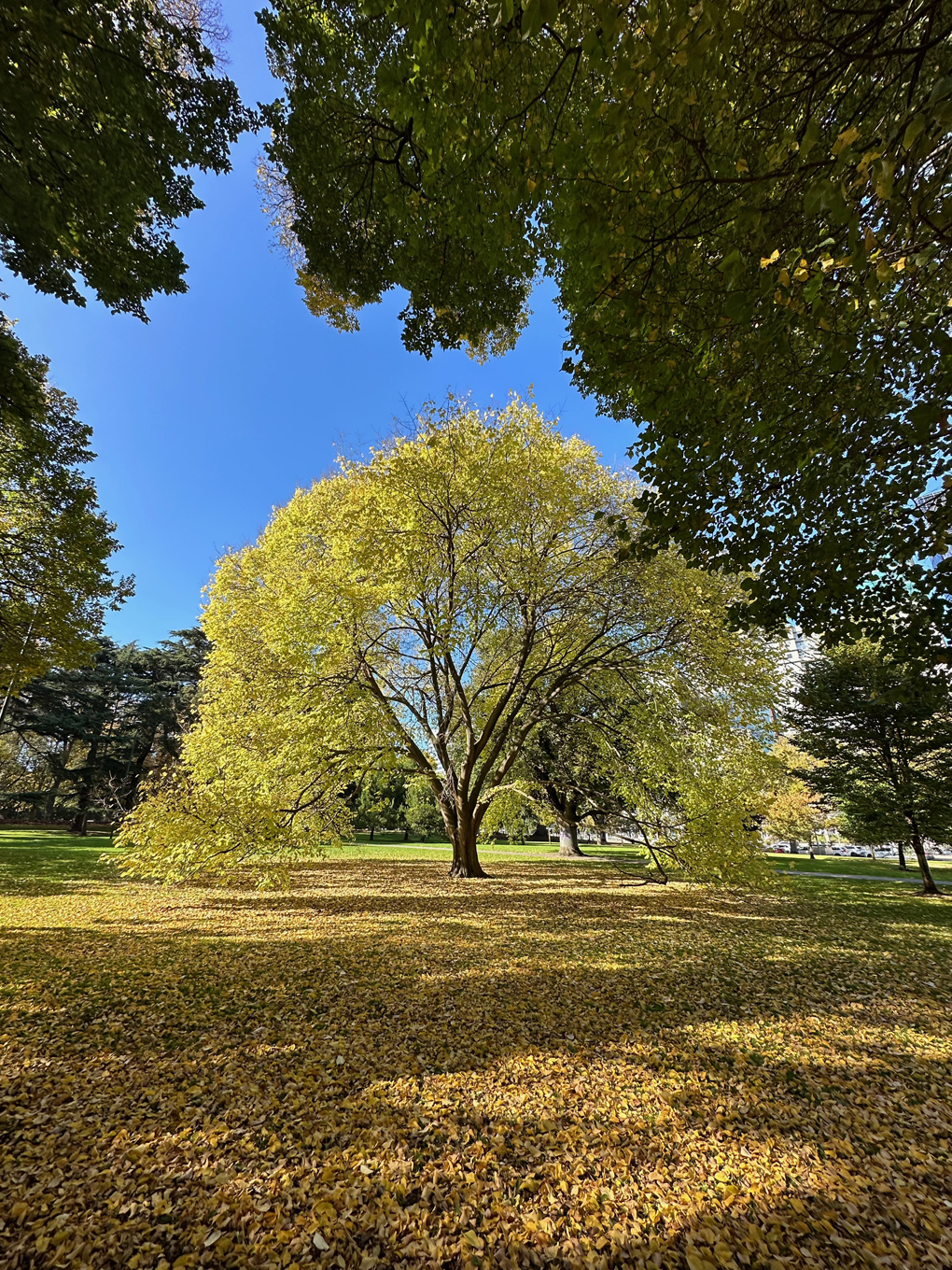 A tree and autumn colours in Carlton Gardens, Melbourne. Golden/yellow fallen leaves.