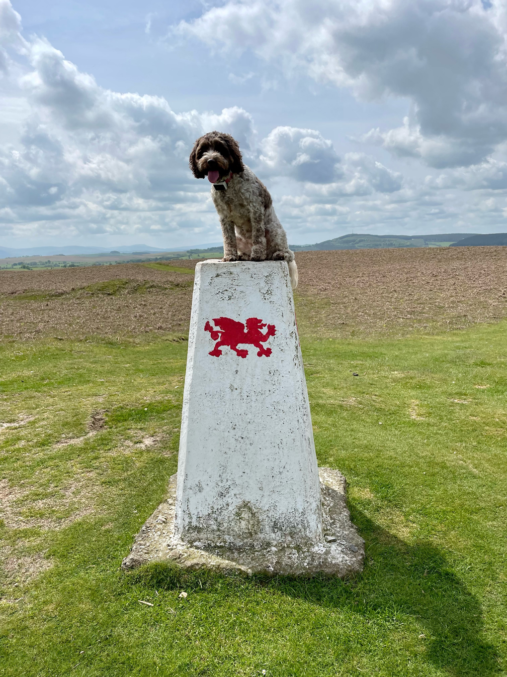 Brown and white dog sitting on top of a navigation trig point on top of a hill