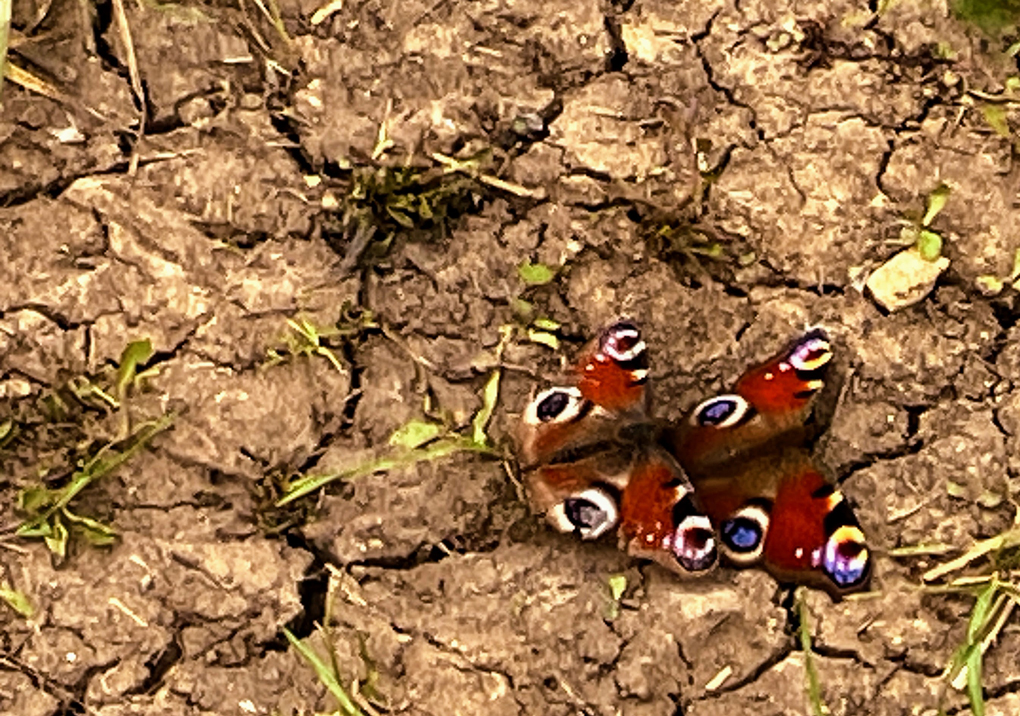 Two colourful peacock butterflies mating on a mud path.