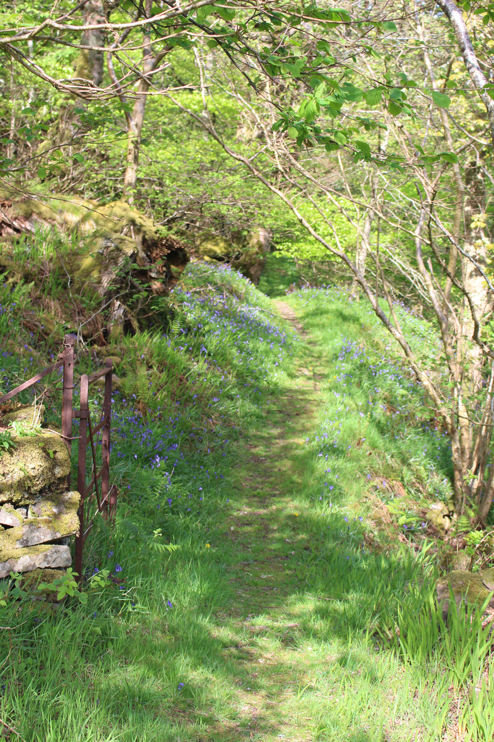 A grassy footpath covered in dappled sunlight winds its way invitingly through an old gateway and into a wood of fresh green leaves and bluebells.