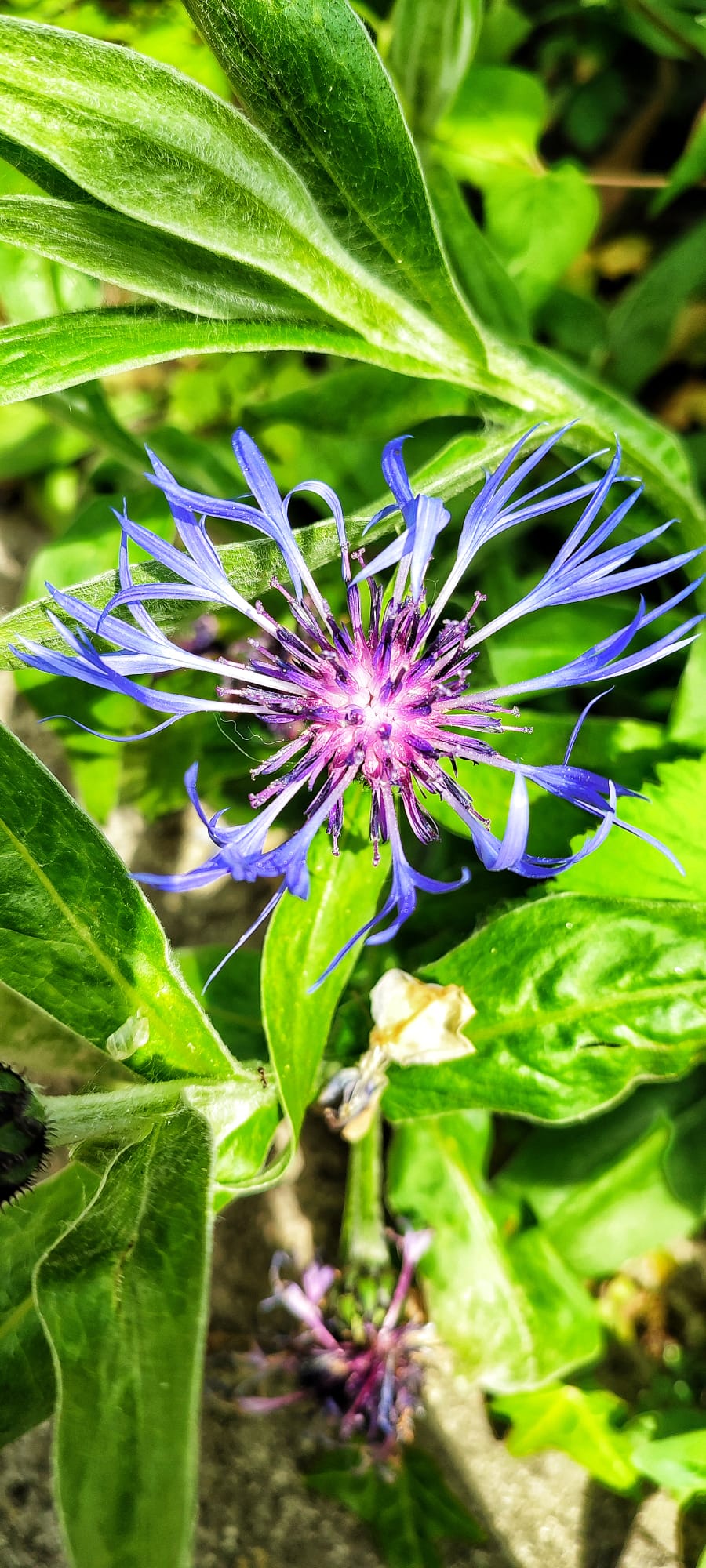 Blue and pink flower