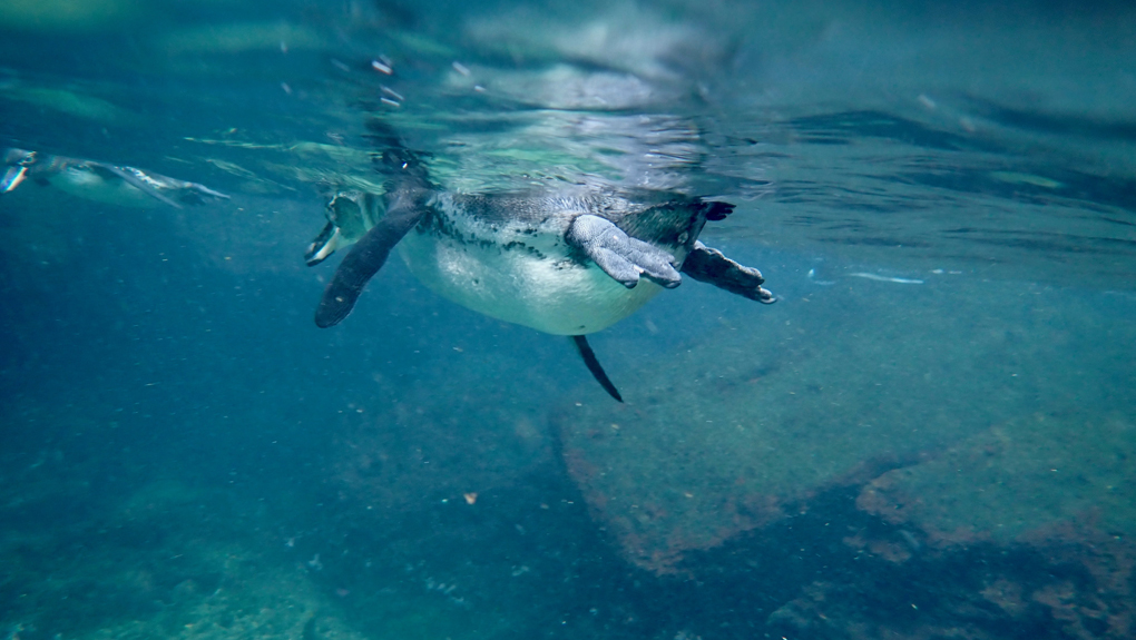 Underwater side shot of a Galapagos Penguin