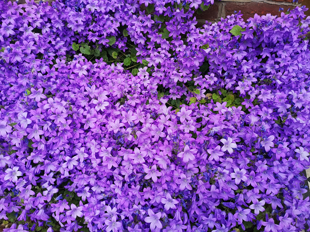 carpet of purple flowers