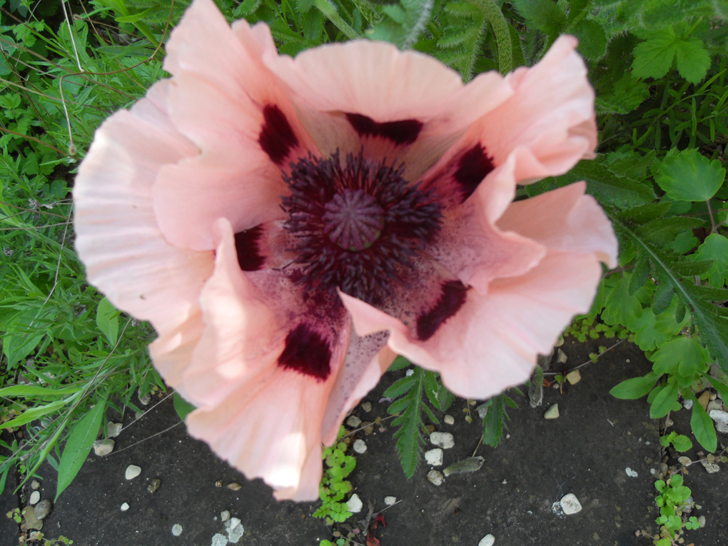 A very large pink poppy bloom