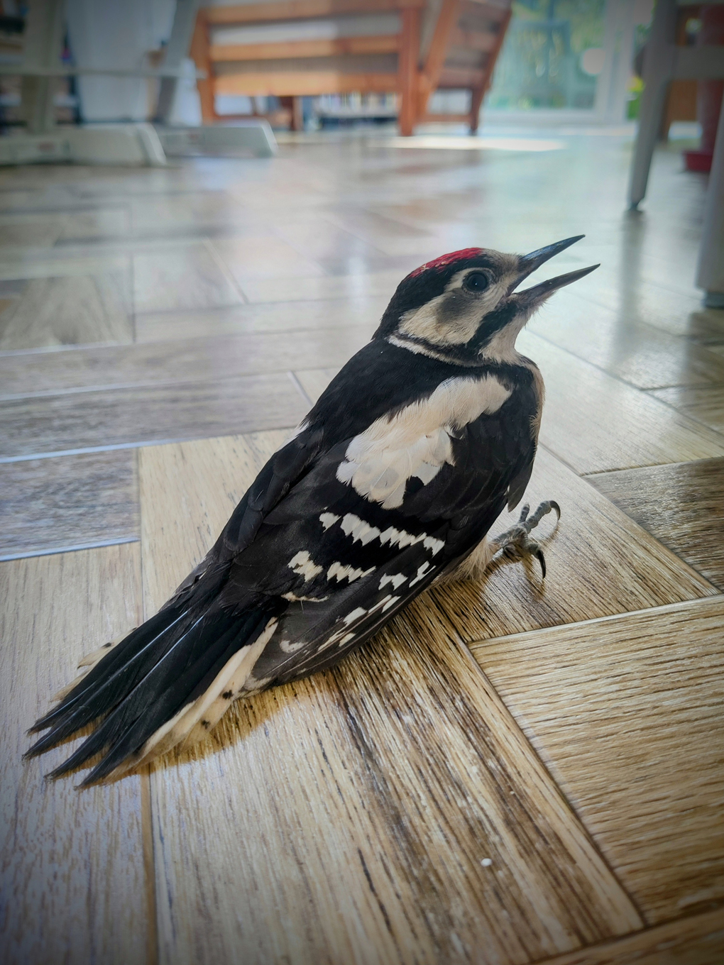 Photo of Lesser Spotted Wodpecker on dining room floor
