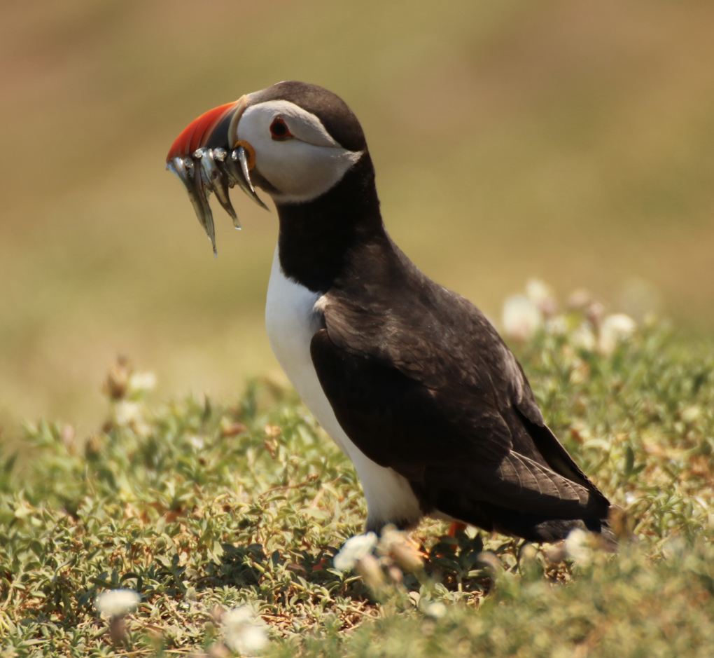 A Day on Skomer