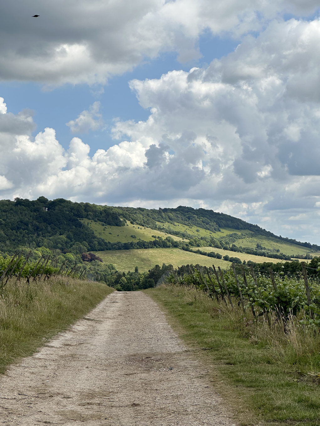 We see a view of Box Hill in Surrey