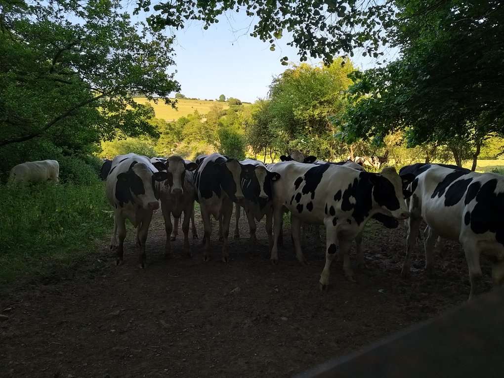 Cows in a field behind a gate looking out to the people on the other side of it (the people are not in the shot)