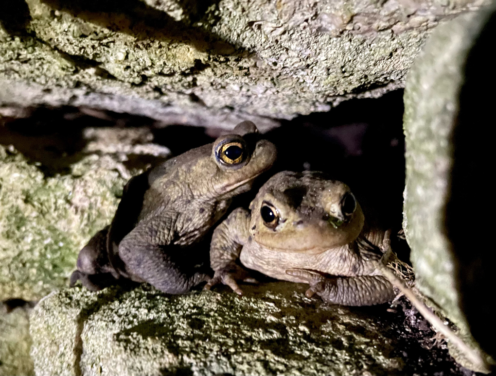 Two toads sitting in a hole in a wall