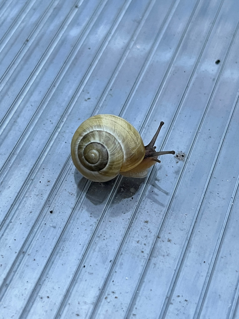 A small snail with a cream and brown shell sitting on blue corrugated plastic