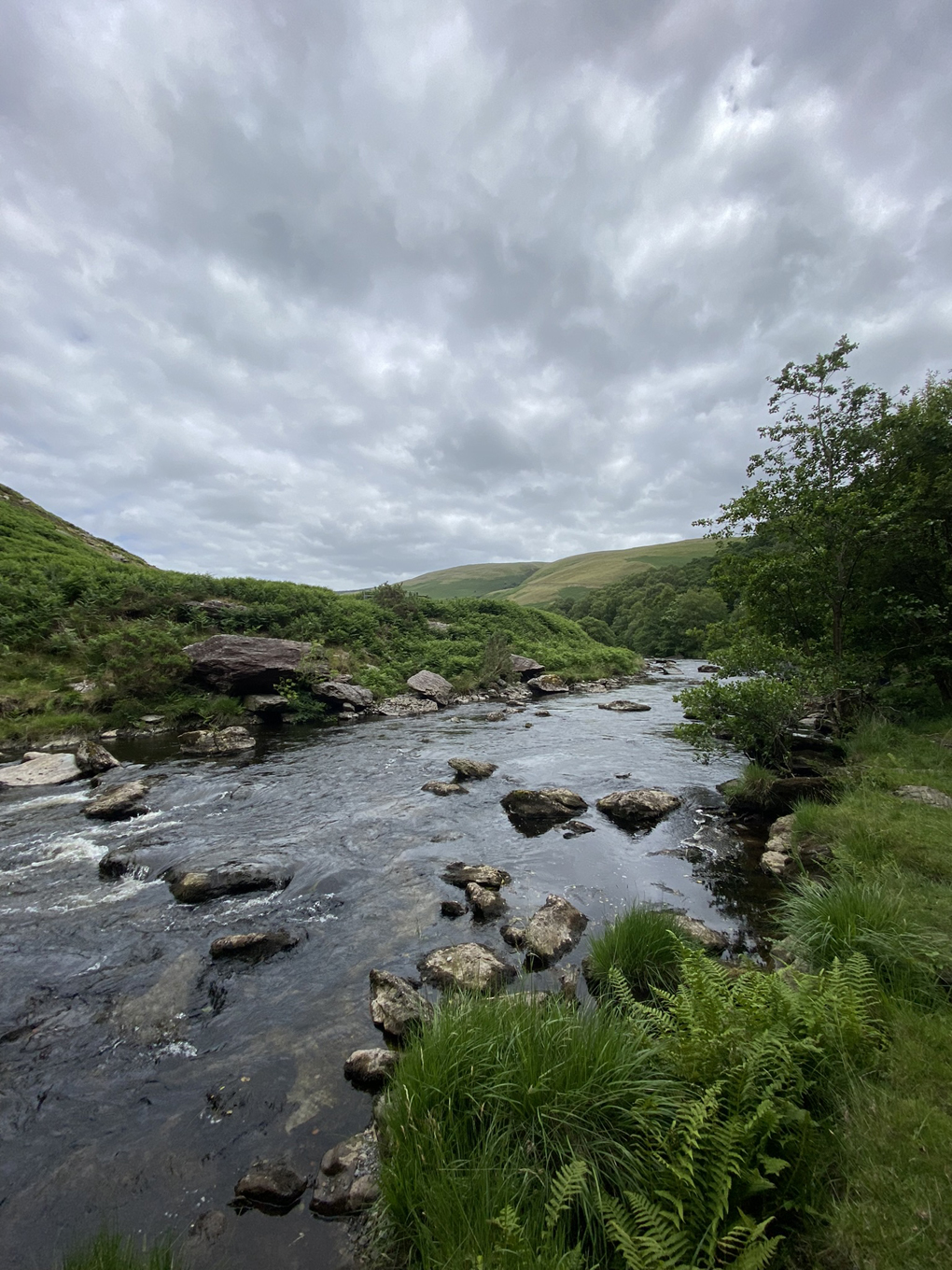 A rocky river running through RSPB Gwenffrwd-Dinas, with ferns at the riverbank, mountains in the backdrop and a cloudy sky