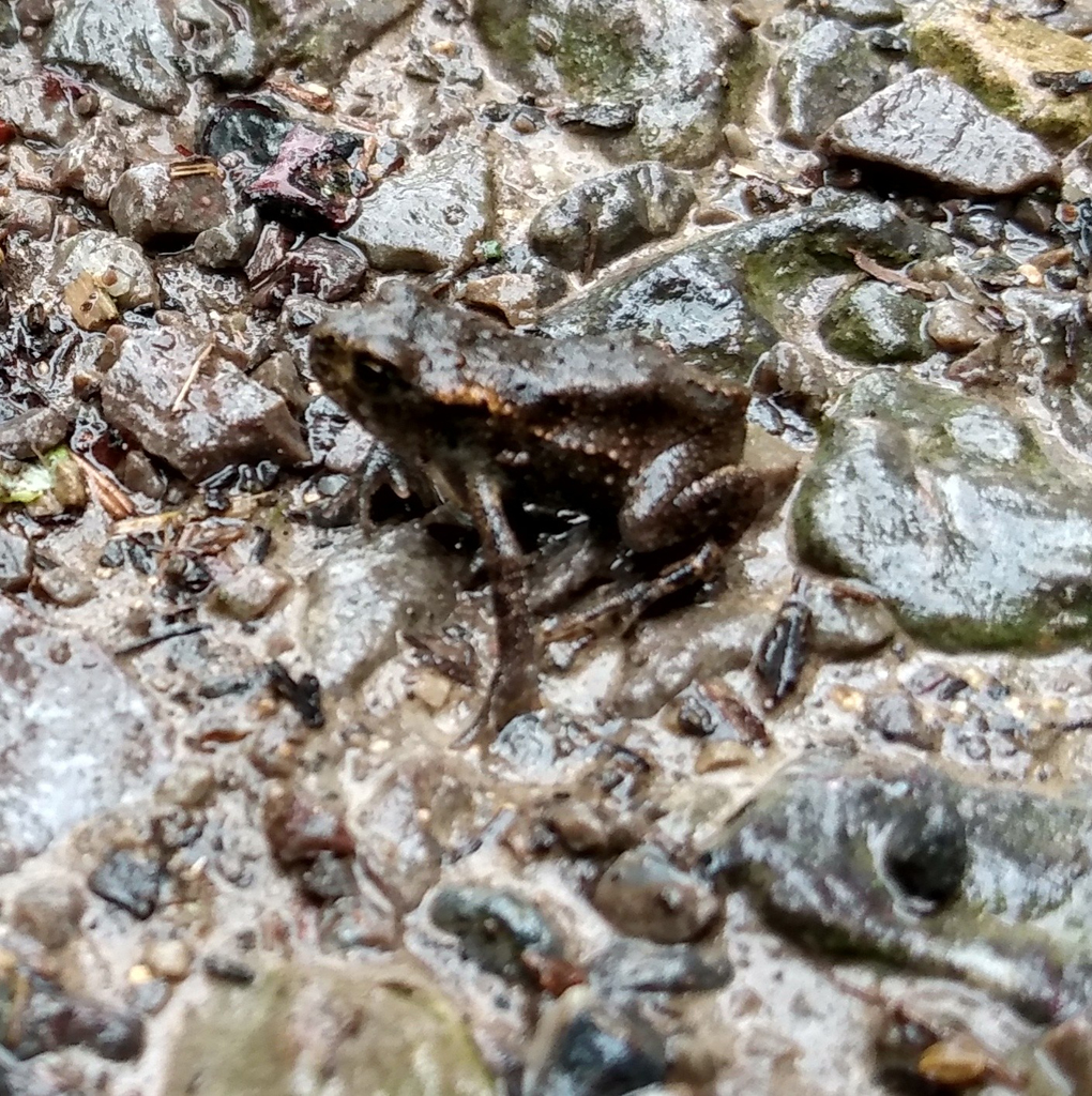 A small frog sits on a stone path, the same size of the stones around it.