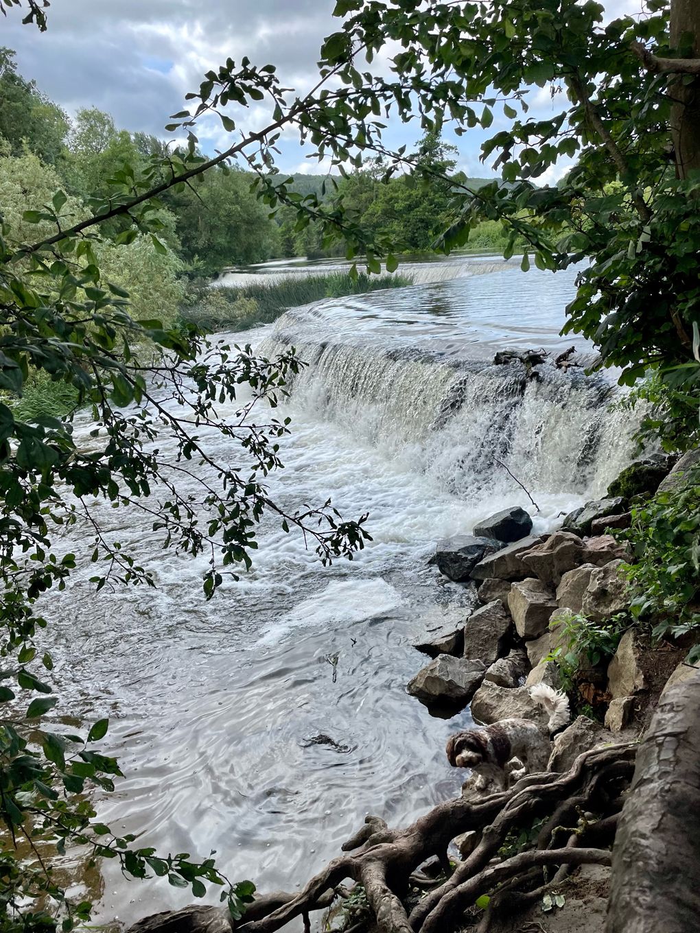 Water cascading down a weir surrounded by trees with a small dog in the foreground