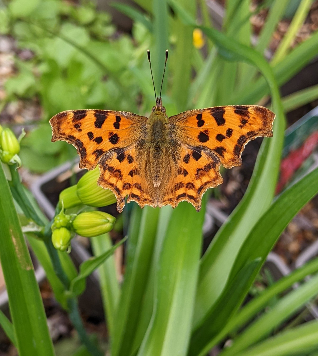 Comma butterfly