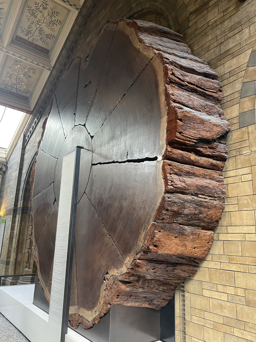 Grand sequoia on display at the natural history museum