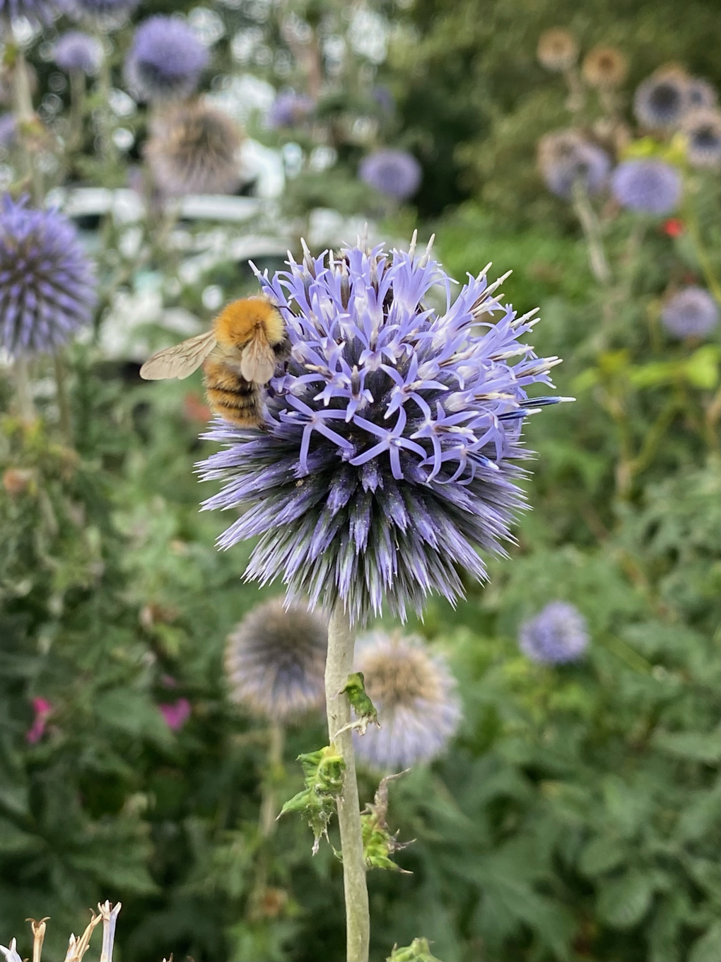 Close-up of a bee feeding from a large spherical flower