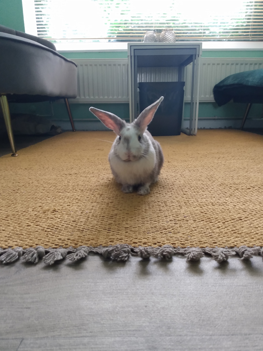 A white rabbit with brown splodges sits on a yellow run, looking at the camera. He has ears that look to be about as big as he is