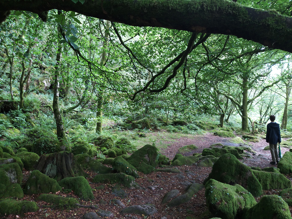 Mossy trees and rocks by the river Meavy