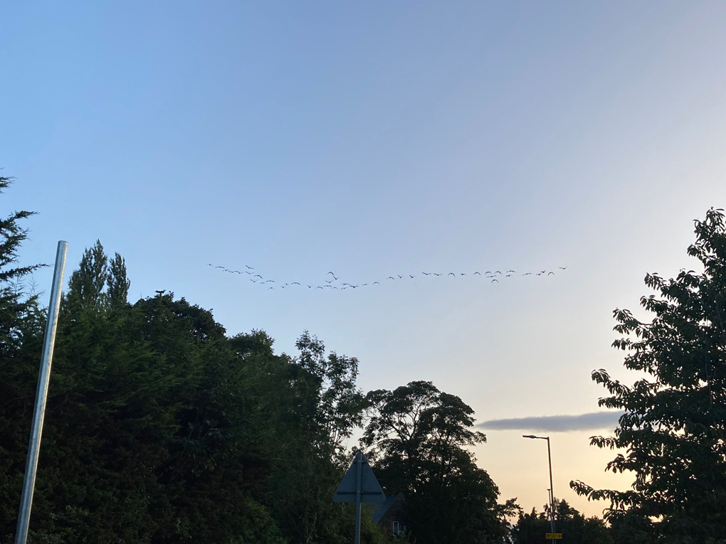 Birds migrating into the sunset.