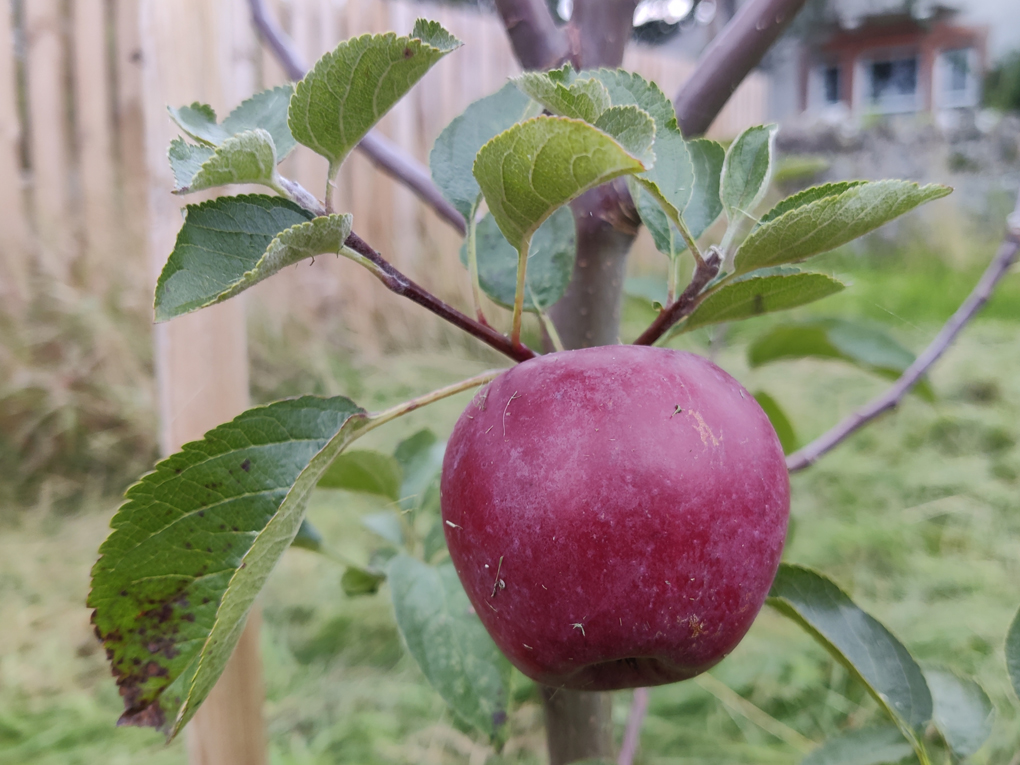 A close up shot of a single bright pinkish red apple on a young apple tree framed by its leaves