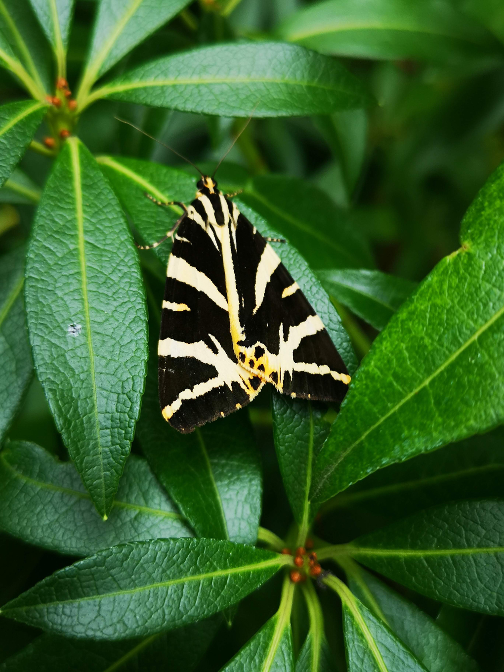 Jersey Tiger Moth