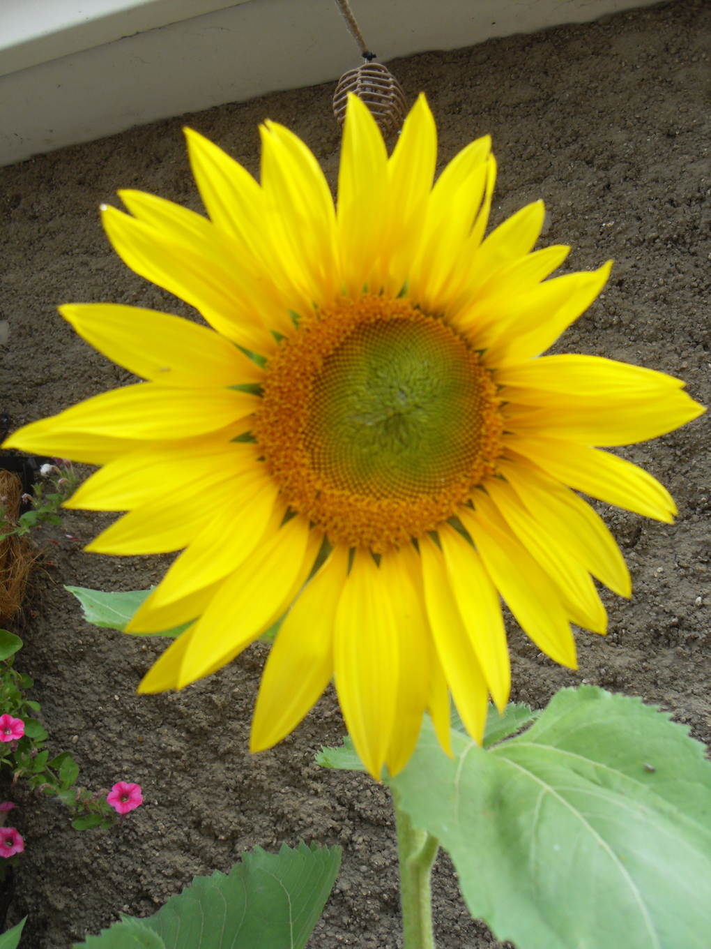 A single sunflower bloom