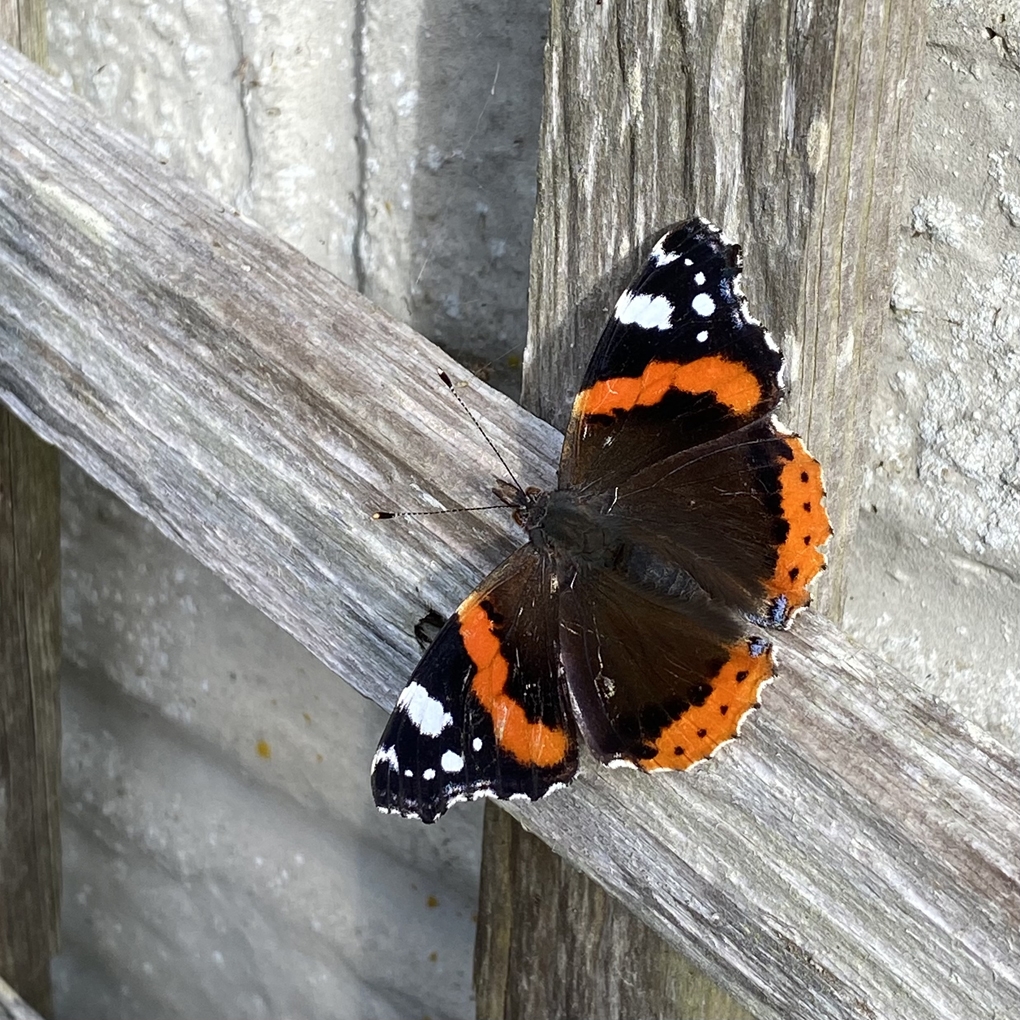 A red admiral butterfly with orange, black and white wings, settled on the side of a wooden garden trellis