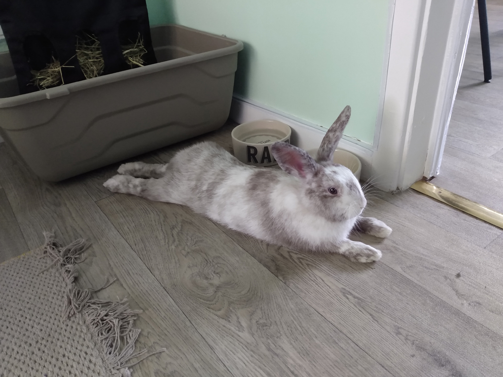 A white rabbit with brown/grey splodges lays with his front feet out in front of him and his back legs out behind him, next to his food and water bowls.
