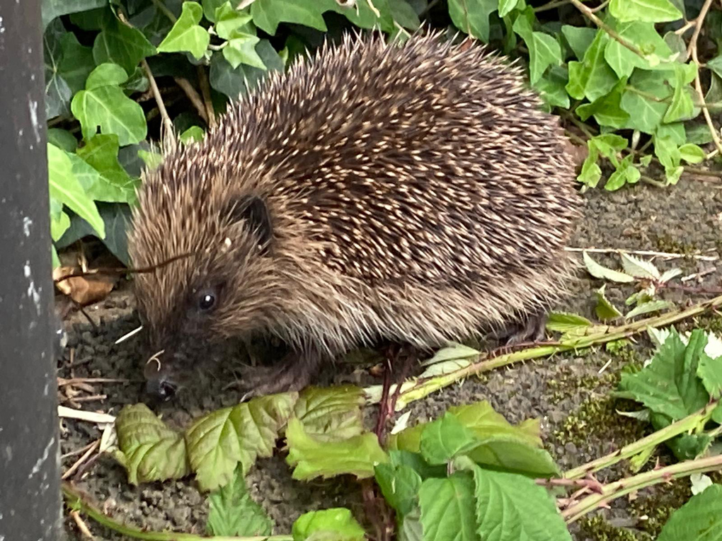 A hedgehog