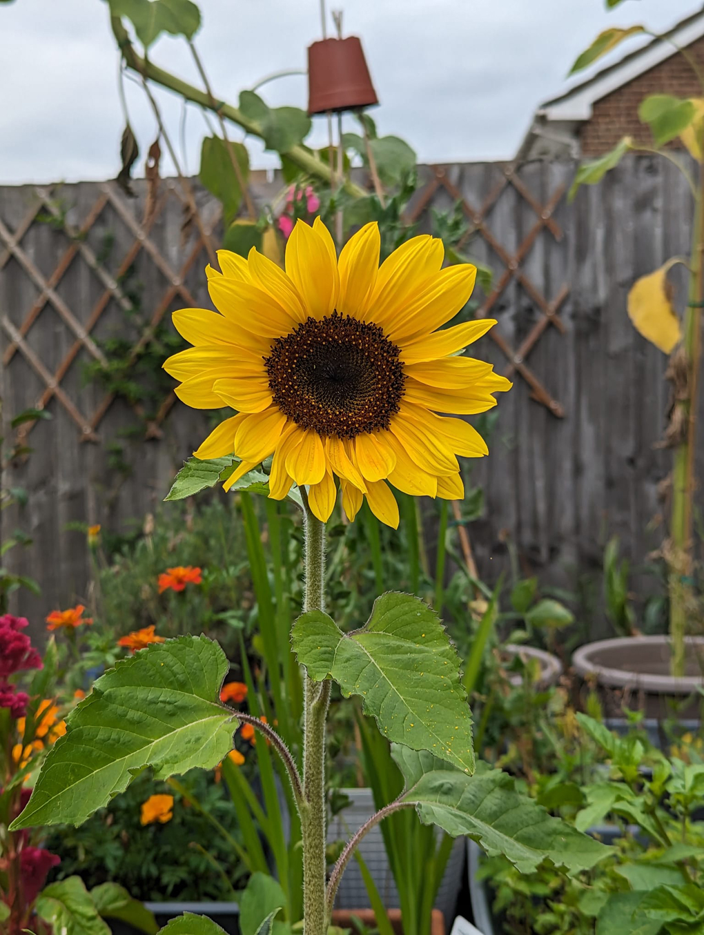 Sunflower in bloom