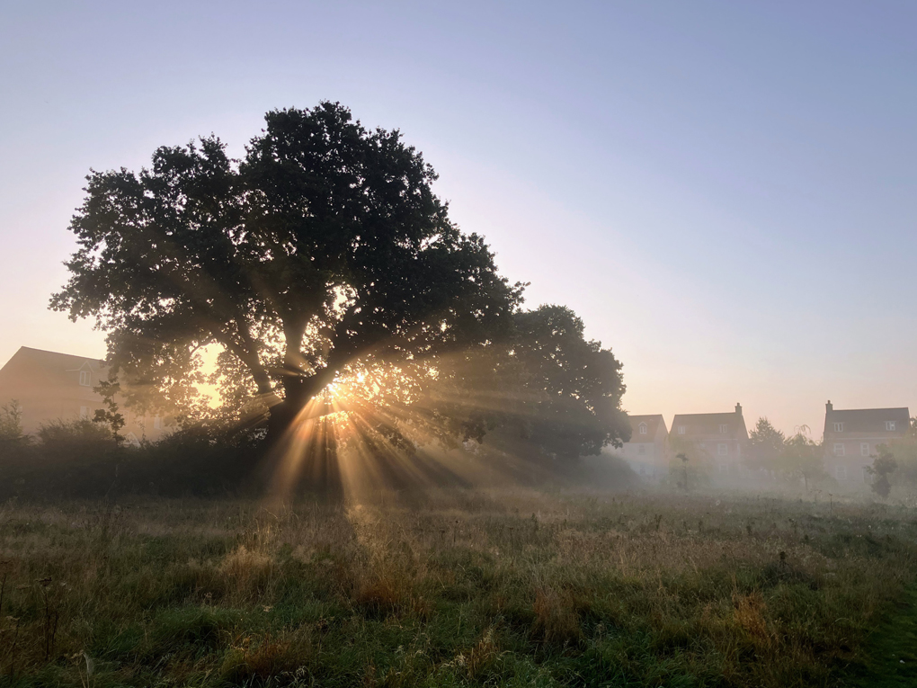 Picture of sunrise with the sun shining through the mist and tree where you can see the individual rays of sun in the photo.
