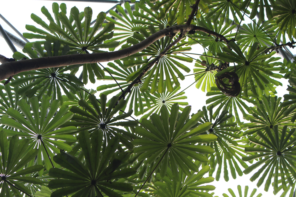 A late break in the year included a visit to the Eden Project in Cornwall where the tropical house provided damp heat as an escape from the cool wet outside. The canopy of leaves produced a fascinating pattern against the sky, all part of an inspirational venue, and which I thought I would share.