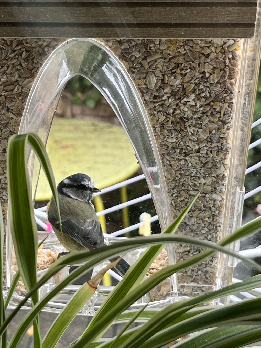 A small blue and yellow bird is framed by a bird feeder in the shape of an arch