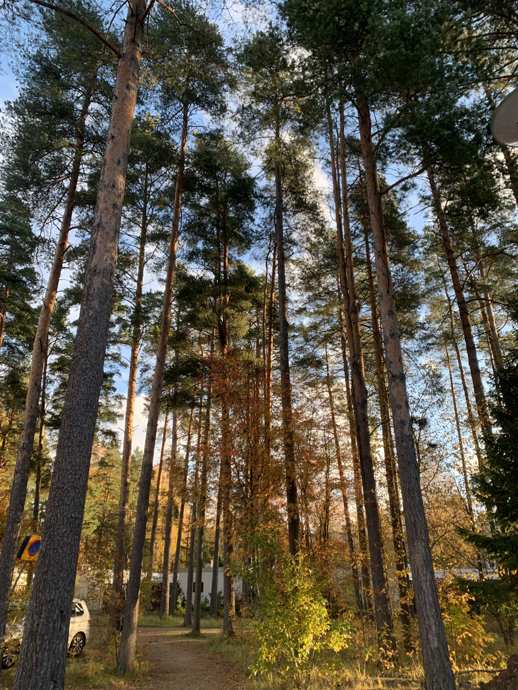 Tall trees in autumn colours