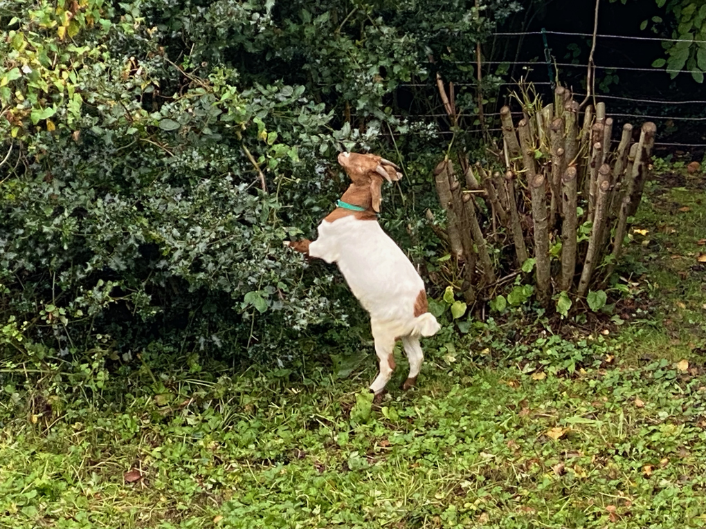 A white and brown goat stands on its hind legs and nibbles on the leaves of a shrub