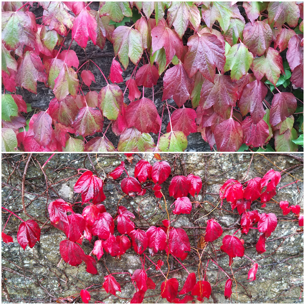 Green leaves turning red, fully covering an expanse of wallin the top pic.  And in the bottom pic just a few bright red leaves on the now exposed wall.