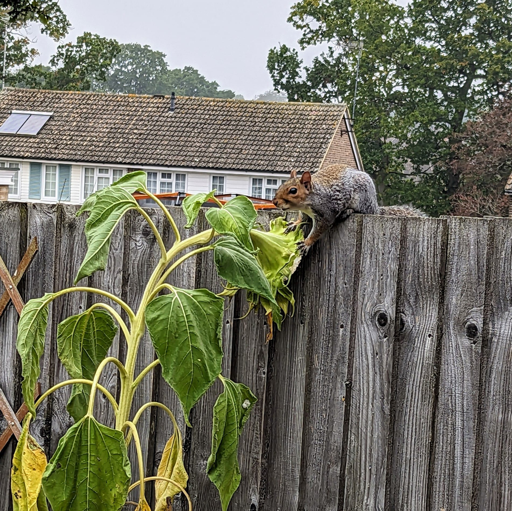 Squirrel climbing over a fence