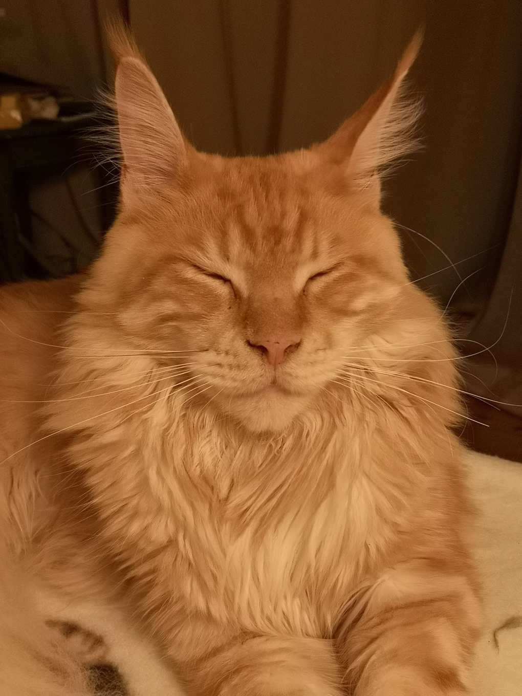 Ginger Maine Coon cat with his eyes closed.