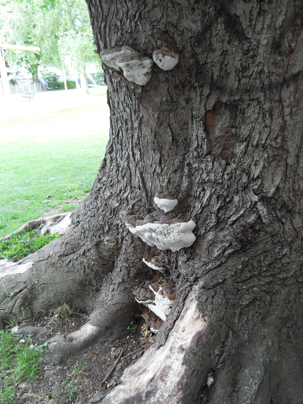 Collection of interesting fungi growing on tree