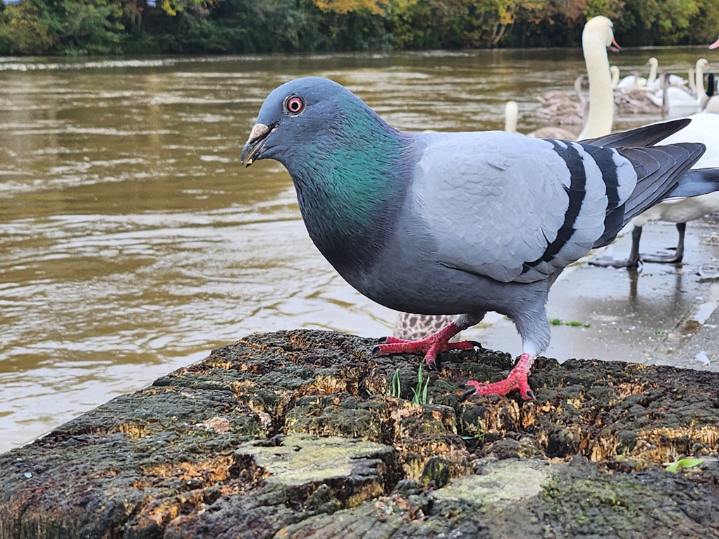 A pigeon with a surprised expression. The river, geese and swans are in the background