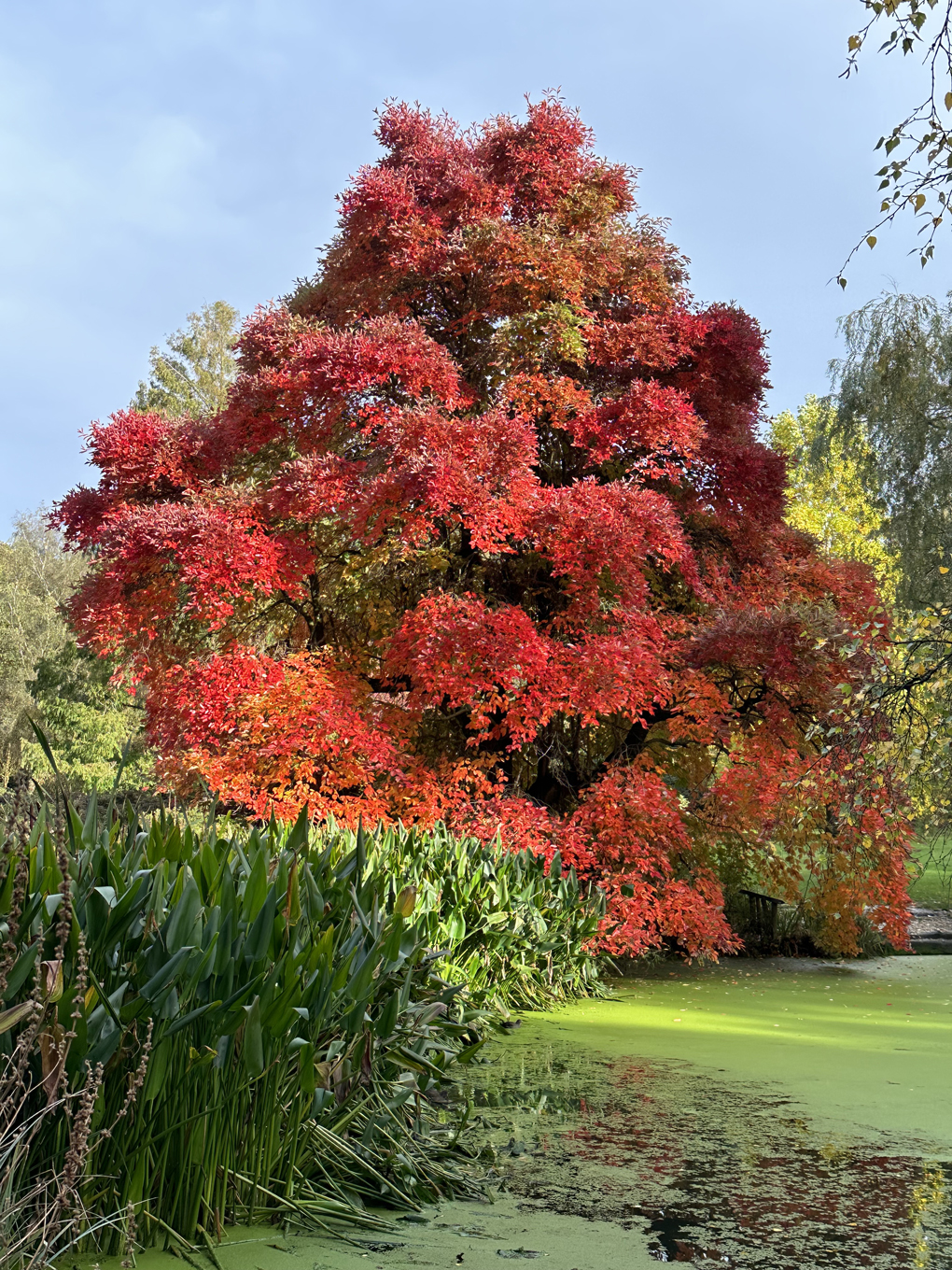 We see a striking red autumn tree in Richmond Park South West London