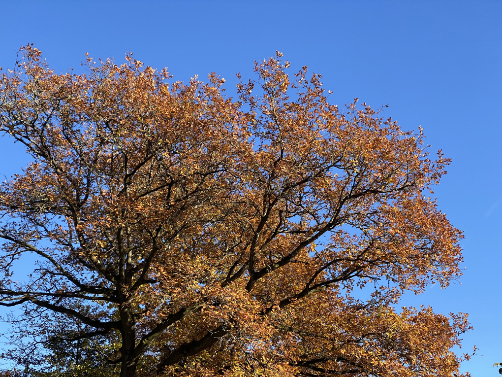 An orange-leafed tree against a bright blue sky