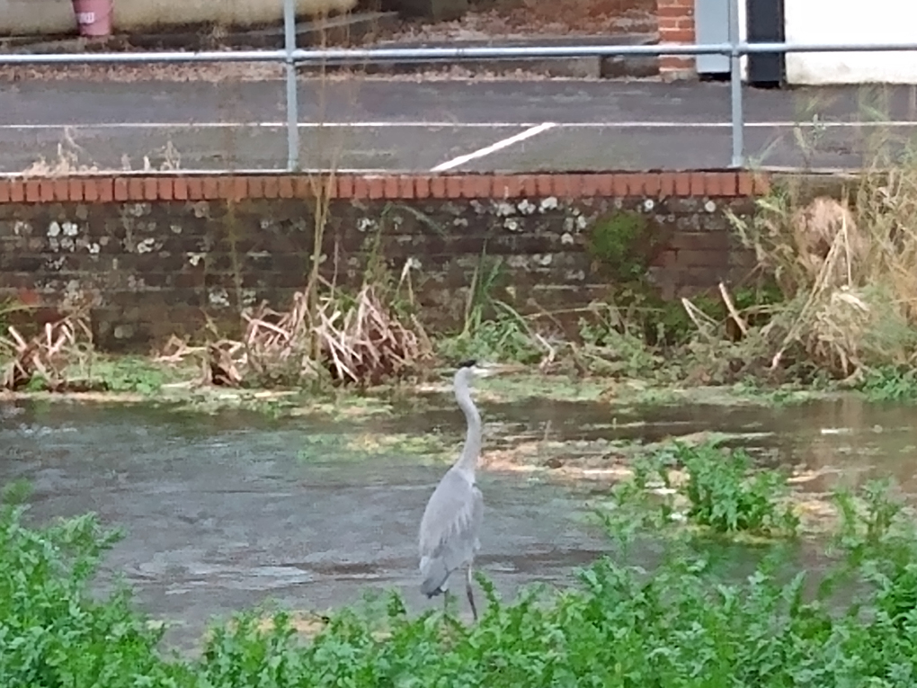 A heron stands on some greenery in the middle of some rushing water