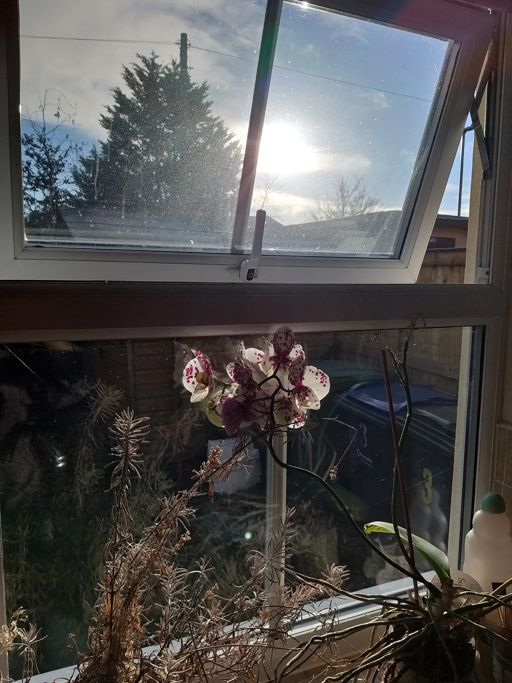 The sun shining in the kitchen window with an orchid in the foreground