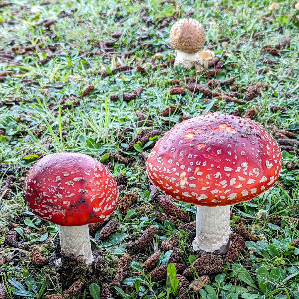 Bright red mushroom with a smaller orange mushroom in the background
