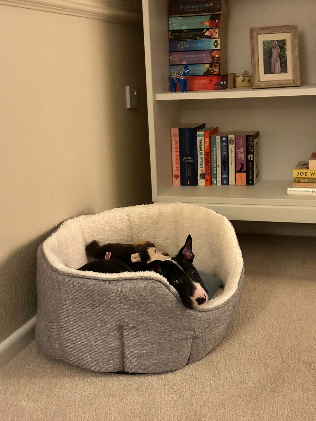 A black and white English bull terrier peaking out of a large gray dog bed, with a bookcase in the background