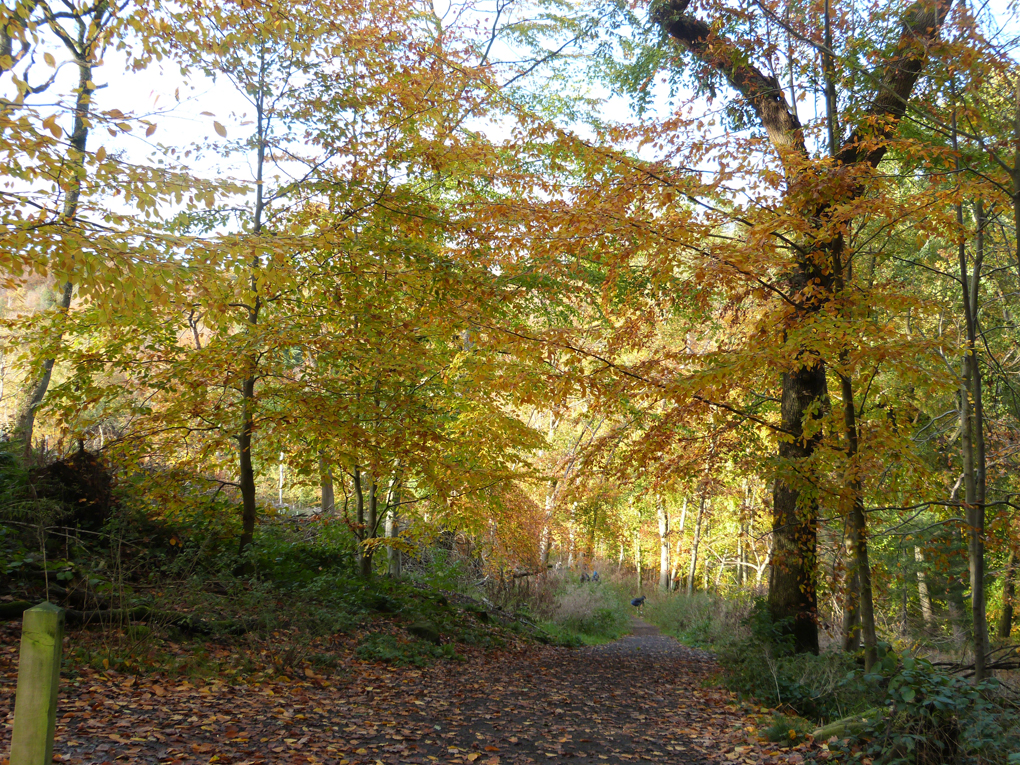 Beech leaves in the autumn, with a bit of sunlight