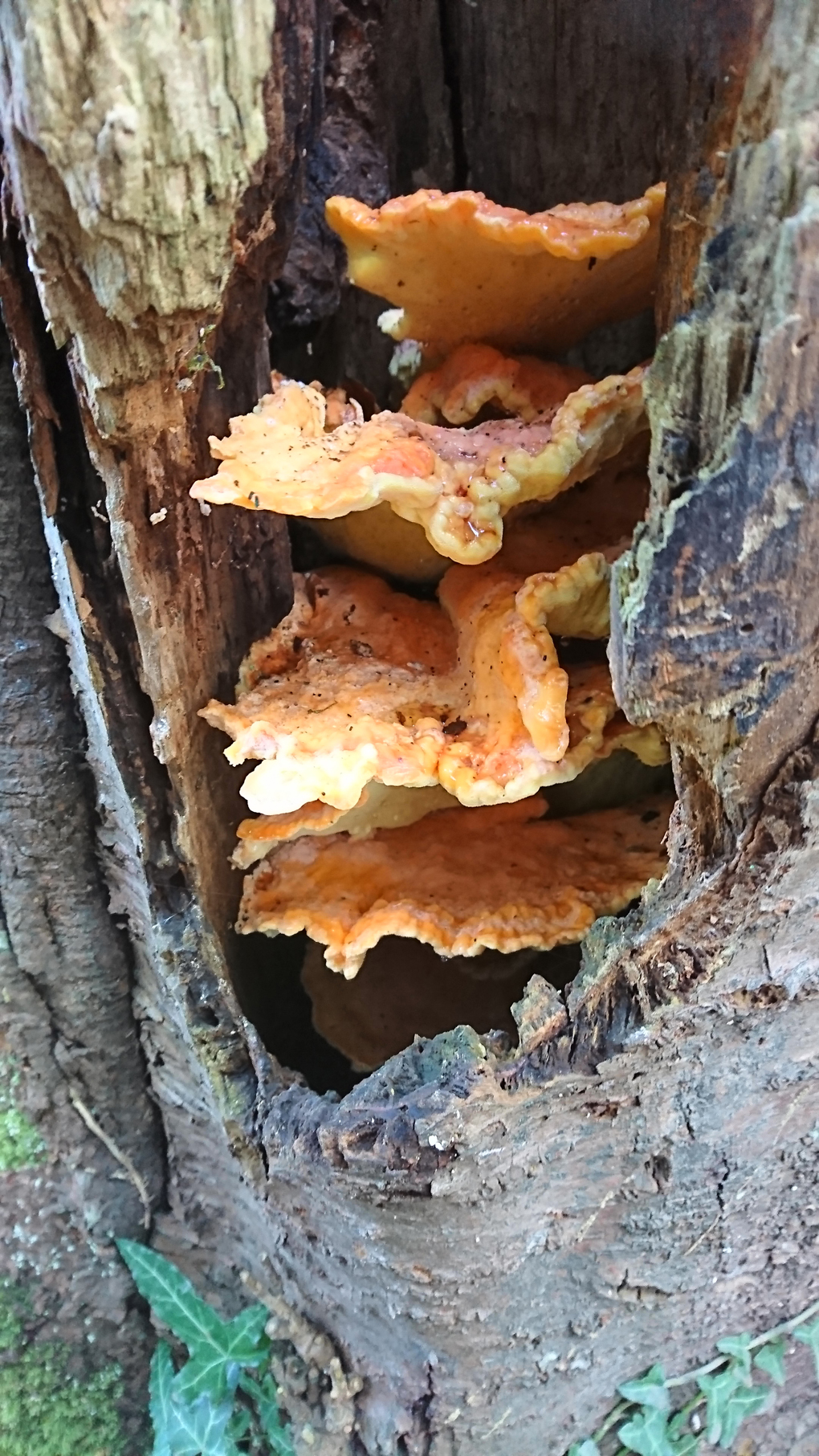 Upon walking in the woods on a rare dry day this month, I discovered this beautiful bright orange fungus peeping out of a hollowed out tree trunk. It was composed of several layers of fungi ‘plates’ each having a crinkled edge. It was quite large and filled the hollow with its vivid display. A great find which some could well have missed!