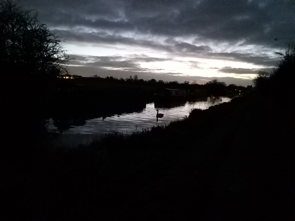 Solitary swan on the canal in the evening twilight
