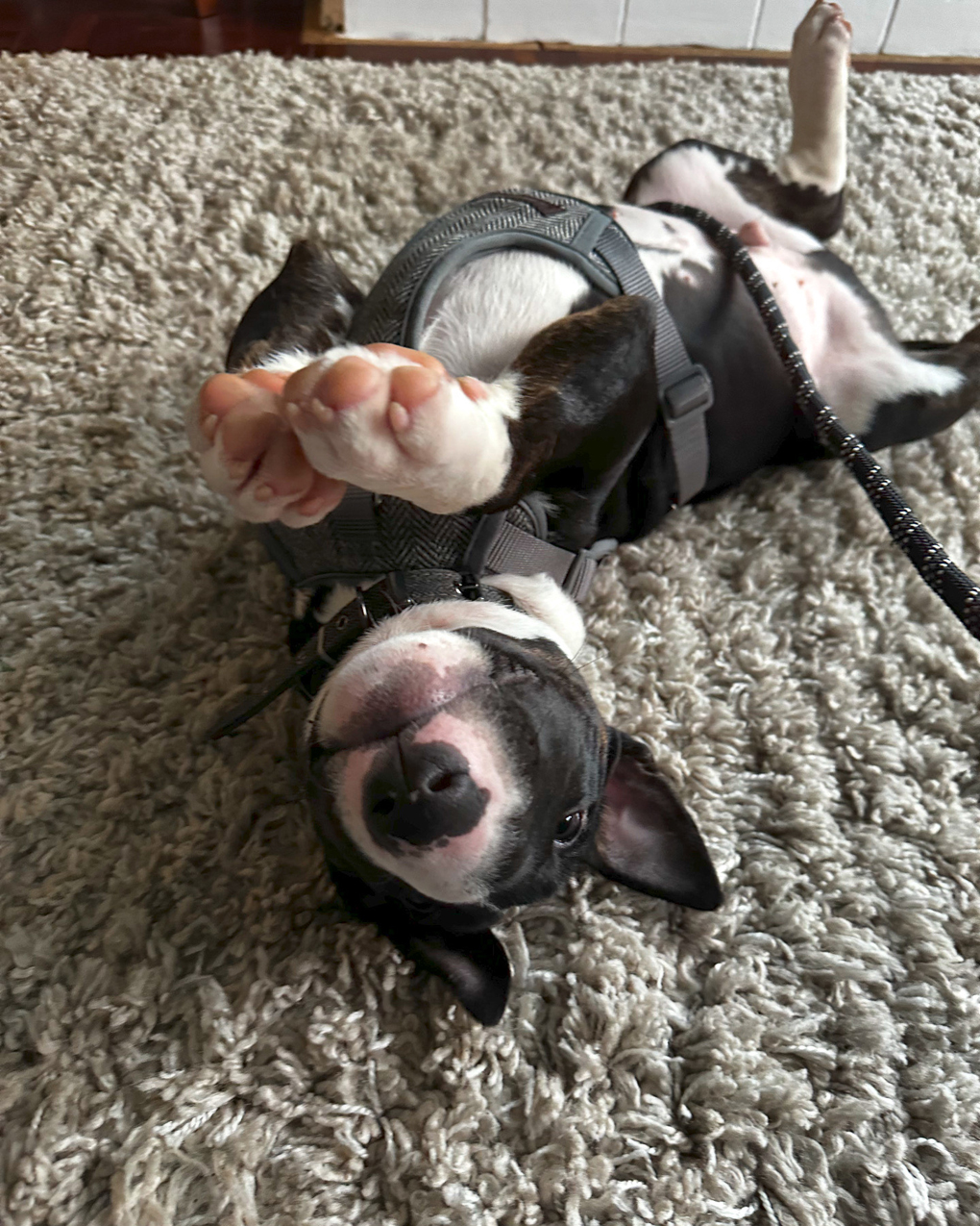 A black and white puppy English bull terrier, rolling on his back in a light grey woollen rug